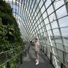 新加坡｜濱海灣花園 Gardens by the Bay – 新加坡必訪超現實景點，三大景點：花穹、雲霧林、擎天樹！