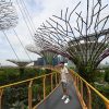 新加坡｜Supertrees 擎天樹/超級樹 – OCBC Skyway空中步道、免費夜間燈光秀，還有你不知道的小秘密！