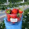 北海道｜to berry farm – 札幌周邊30分鐘的溫室草莓園，冰天雪地的冬季也可以採草莓！