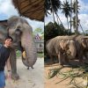 蘇美島｜大象叢林保護區 Elephant Jungle Sanctuary Samui：必訪！餵食、洗澡、便便紙DIY，永續生態保育之旅！
