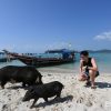 蘇梅島｜豬島 Koh Madsum – 一日遊交通費用、超可愛豬豬互動體驗
